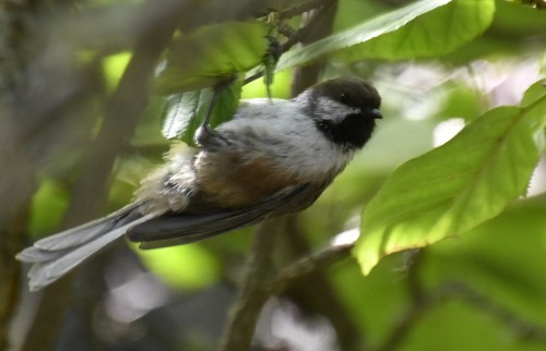 Boreal Chickadee - Eric Carignan