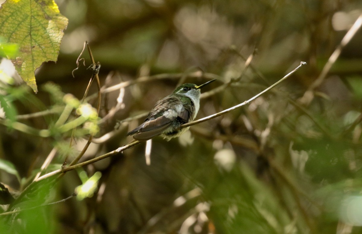 Green-throated Mountain-gem - ML114736081