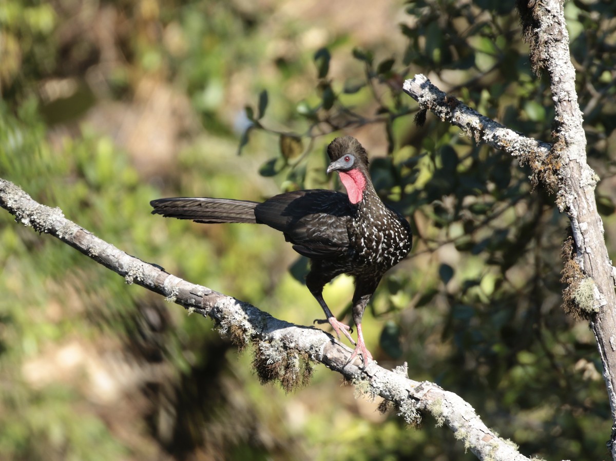 Crested Guan - Simon Mitchell