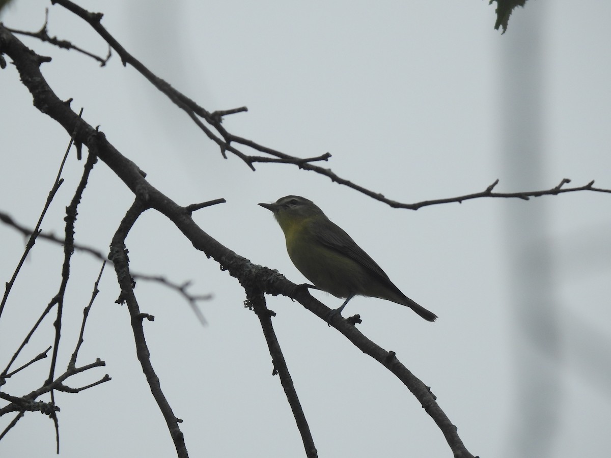 Philadelphia Vireo - ML114738641