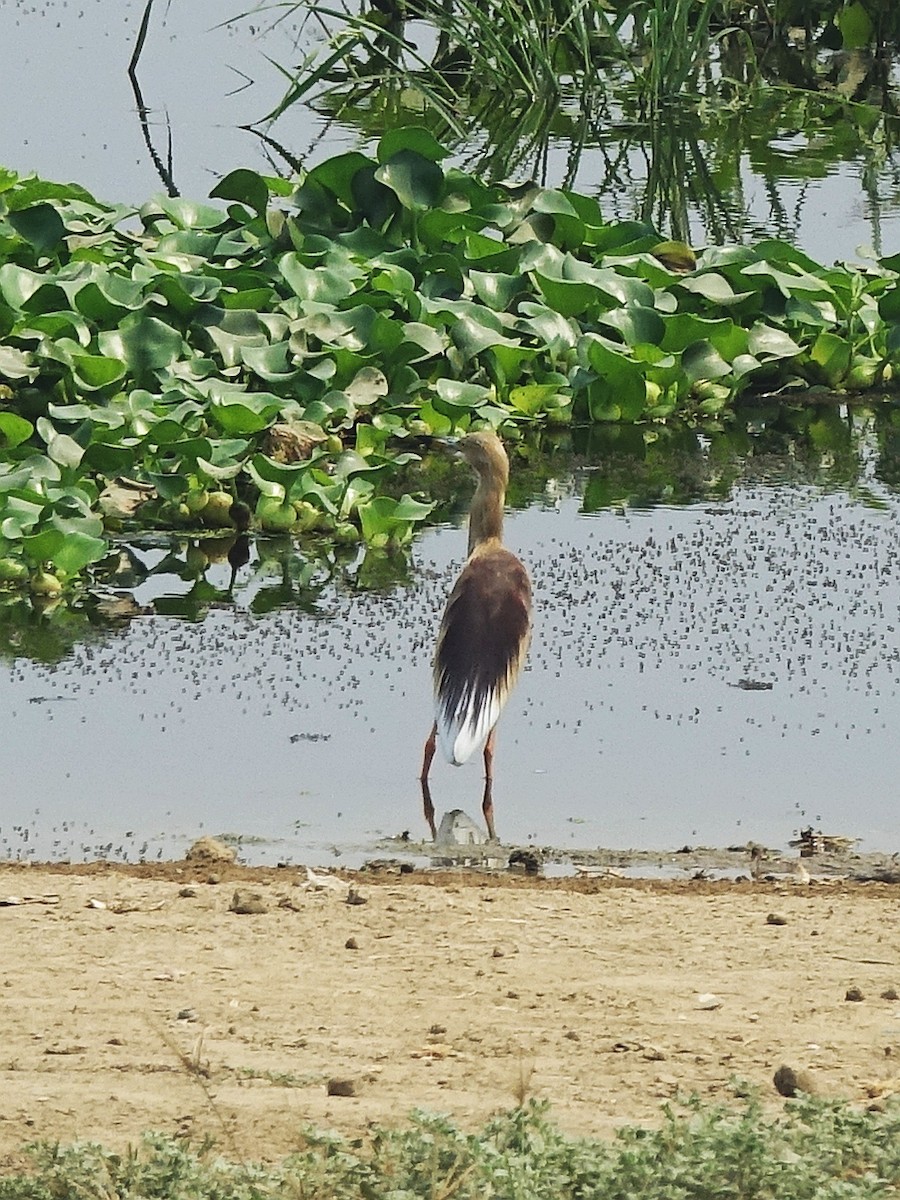 Indian Pond-Heron - ML114739661
