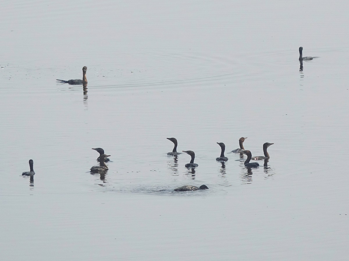 Little Cormorant - ML114739781