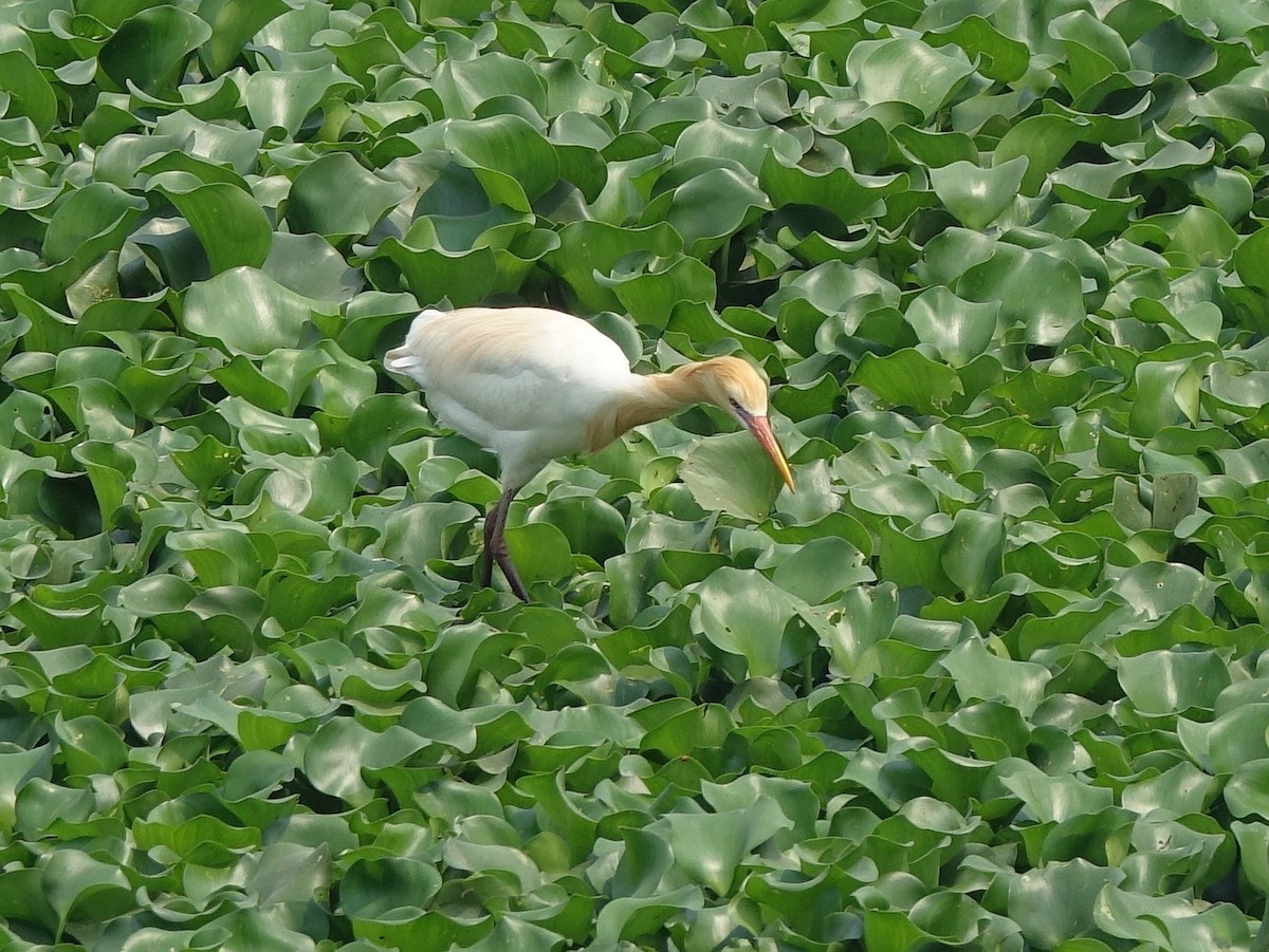 Eastern Cattle-Egret - ML114739821
