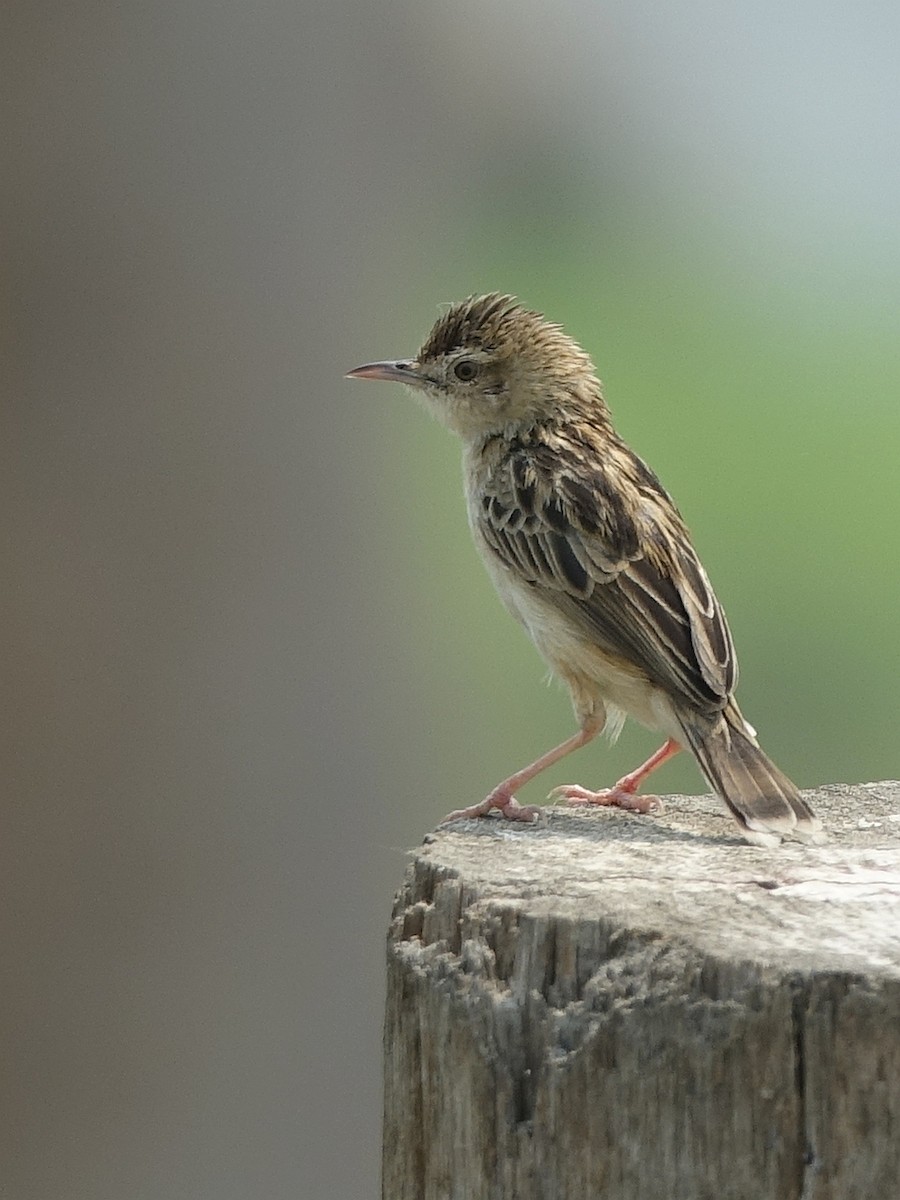 Zitting Cisticola - ML114739851