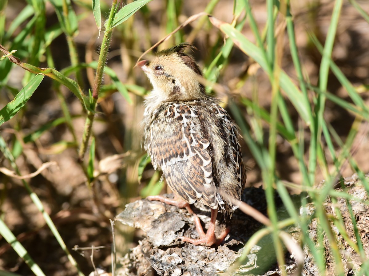 Scaled Quail - ML114743481