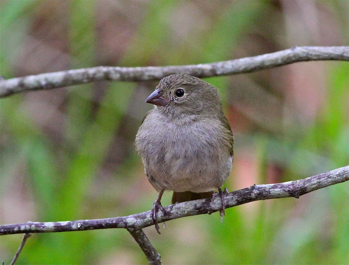 Black-faced Grassquit - Bill Hill