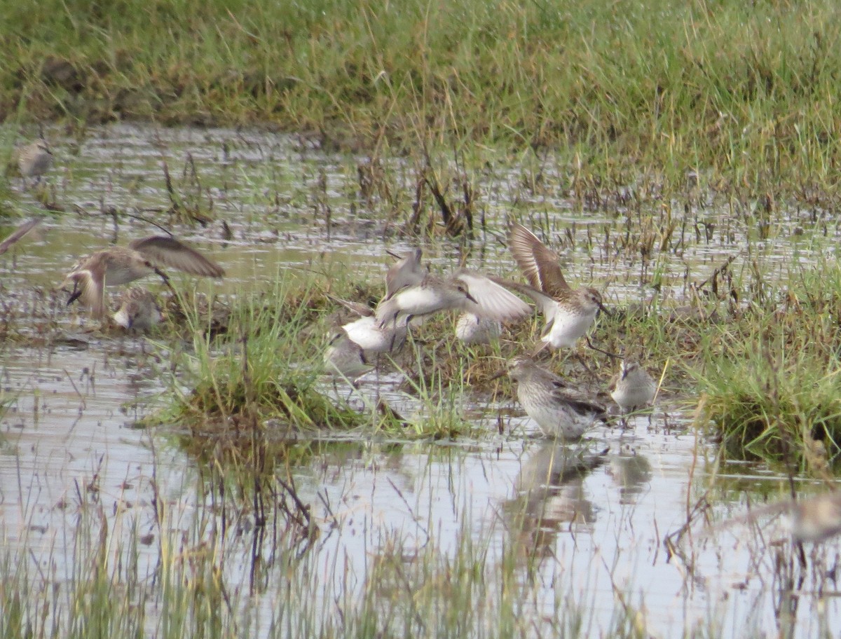 White-rumped Sandpiper - ML114748841