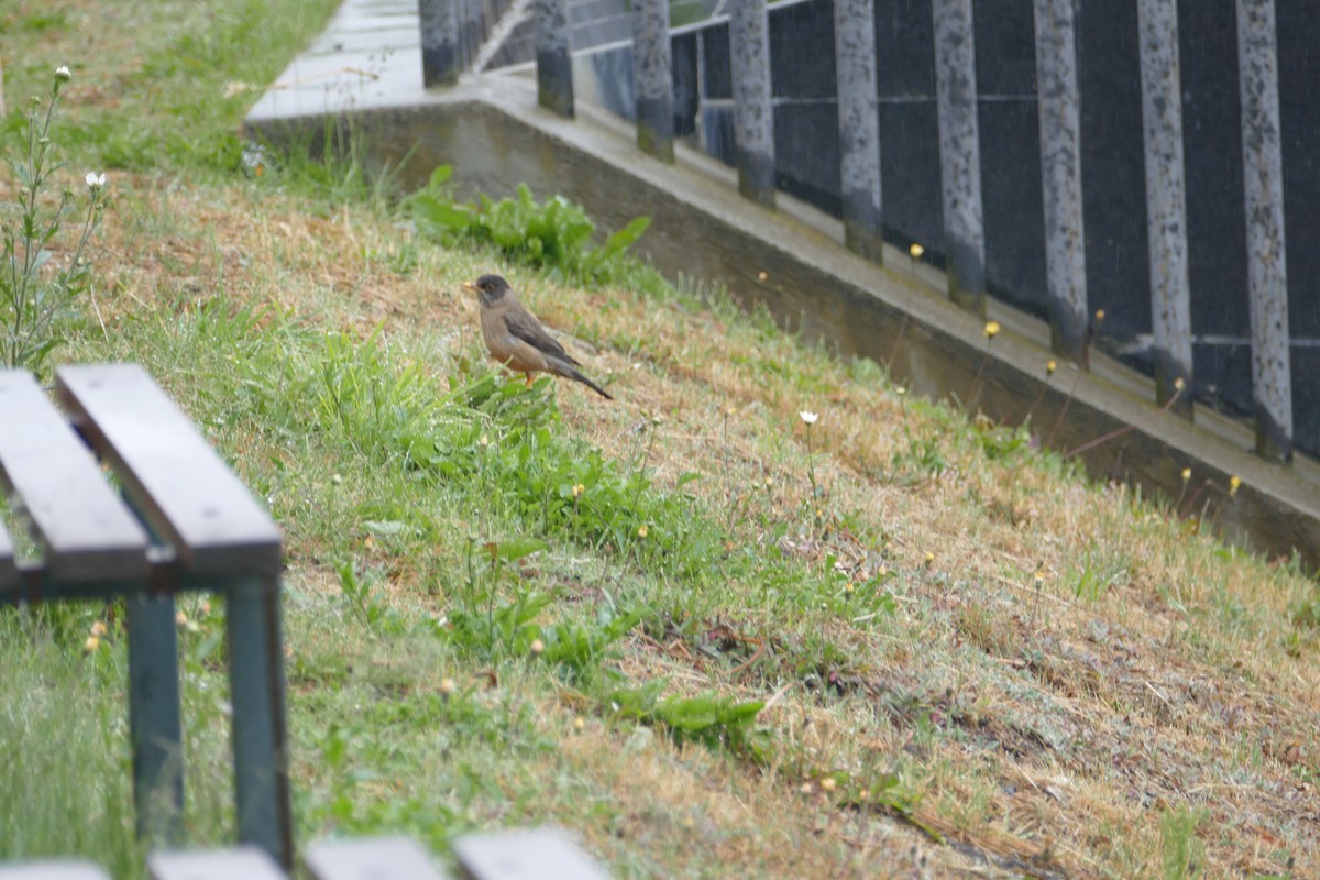 Austral Thrush - ML114749861