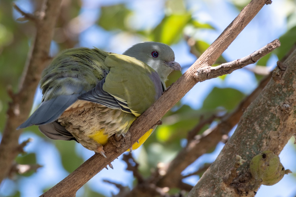 Bruce's Green-Pigeon - ML114750261