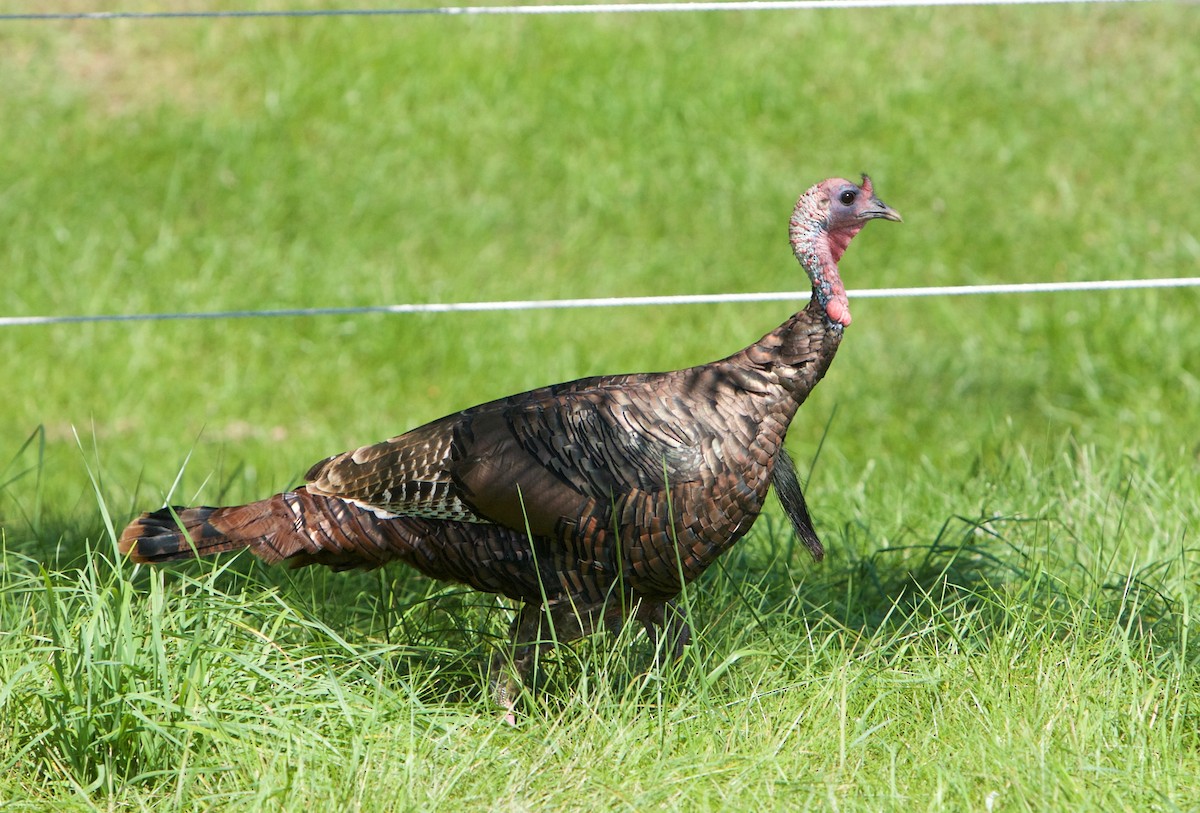 Wild Turkey - Robert Bruss