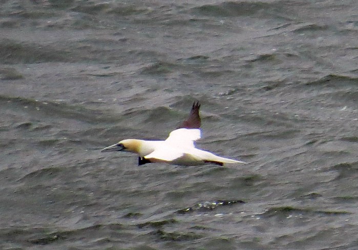 Northern Gannet - ML114752391