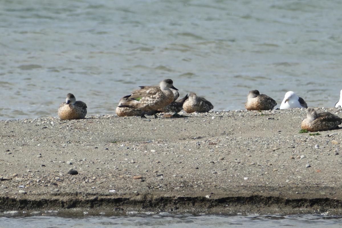 Crested Duck - ML114753241