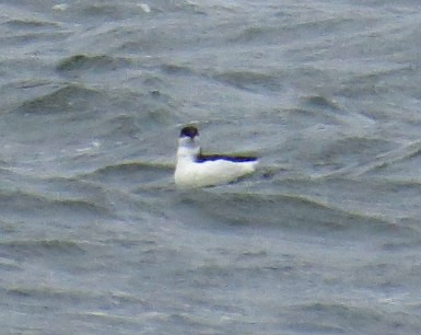 Razorbill - Craig Taylor