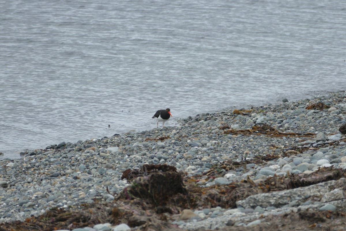 Magellanic Oystercatcher - ML114754471