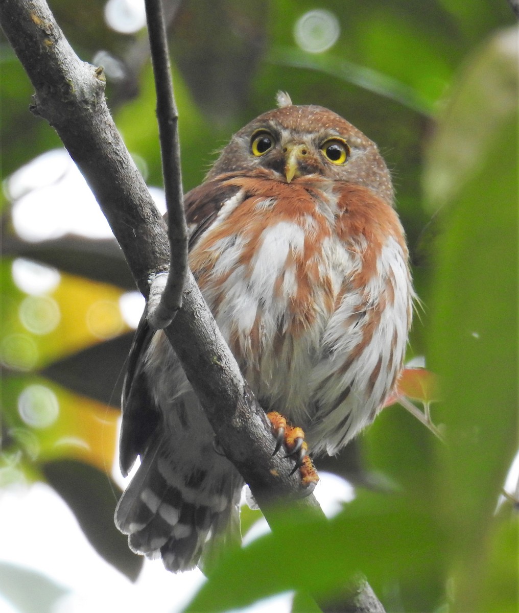 Least Pygmy-Owl - ML114754721