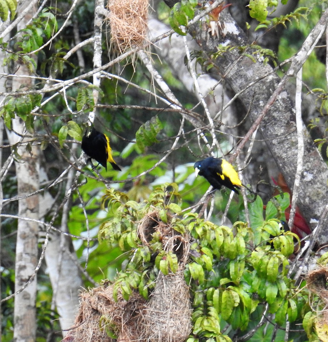 Yellow-rumped Cacique - ML114754871