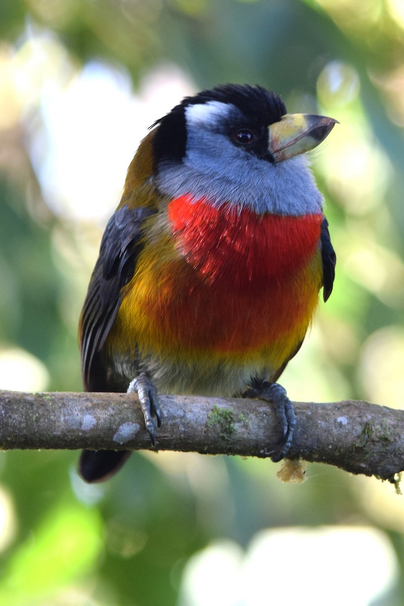 Toucan Barbet - Cody Cox