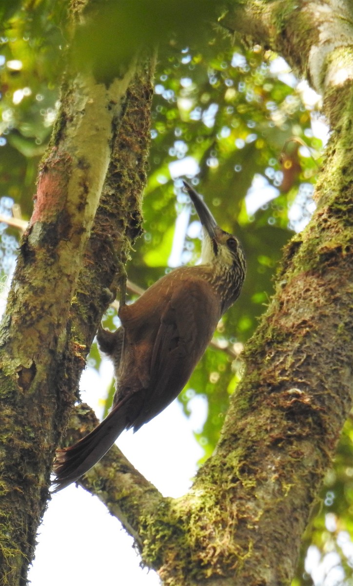 White-throated Woodcreeper - ML114756001