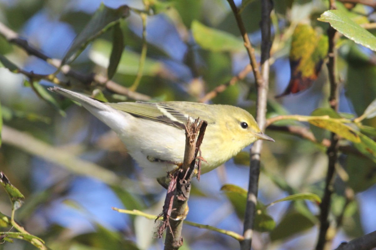 ズグロアメリカムシクイ - ML114756091