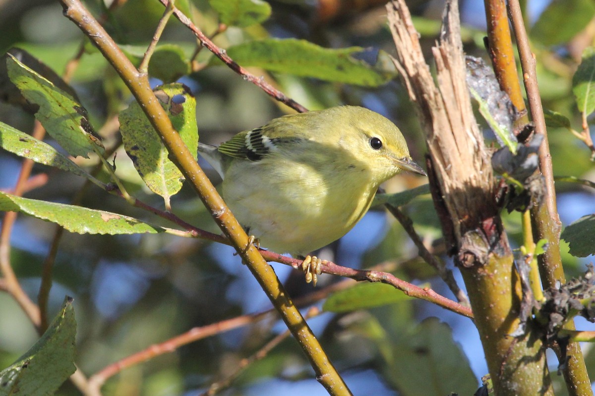 ズグロアメリカムシクイ - ML114756151