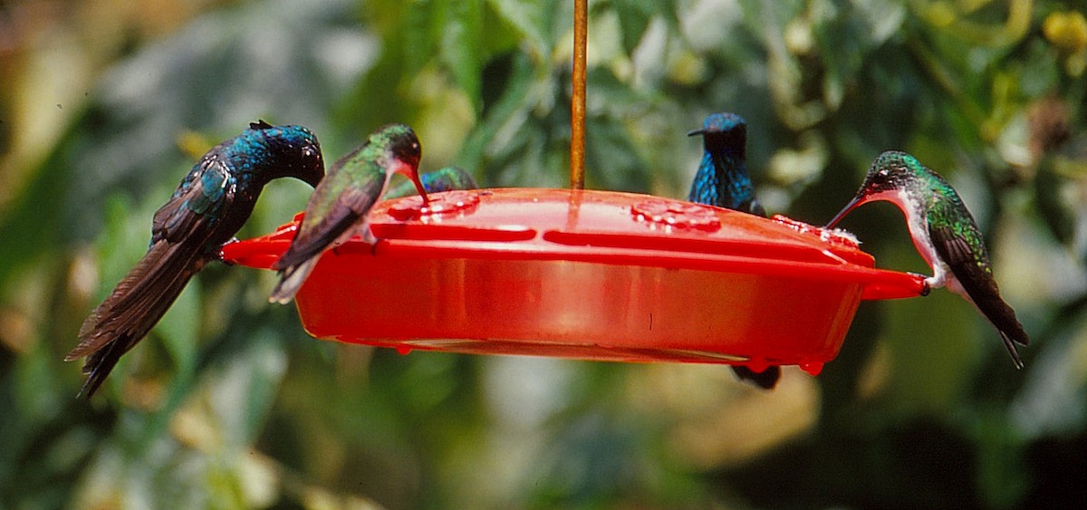 kolibřík andský - ML114759191