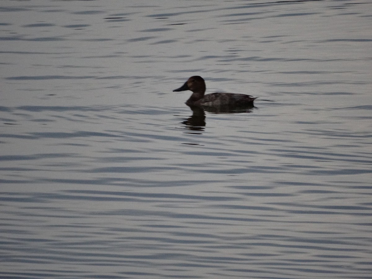 Gadwall - Nuno Almeida