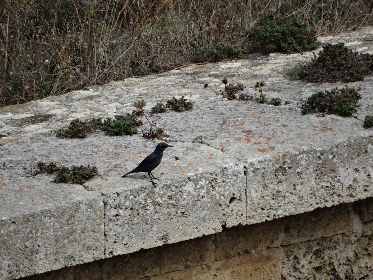 Blue Rock-Thrush - Nuno Almeida