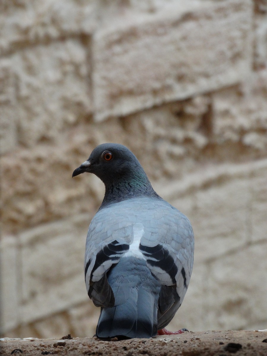 Pigeon biset - ML114760311