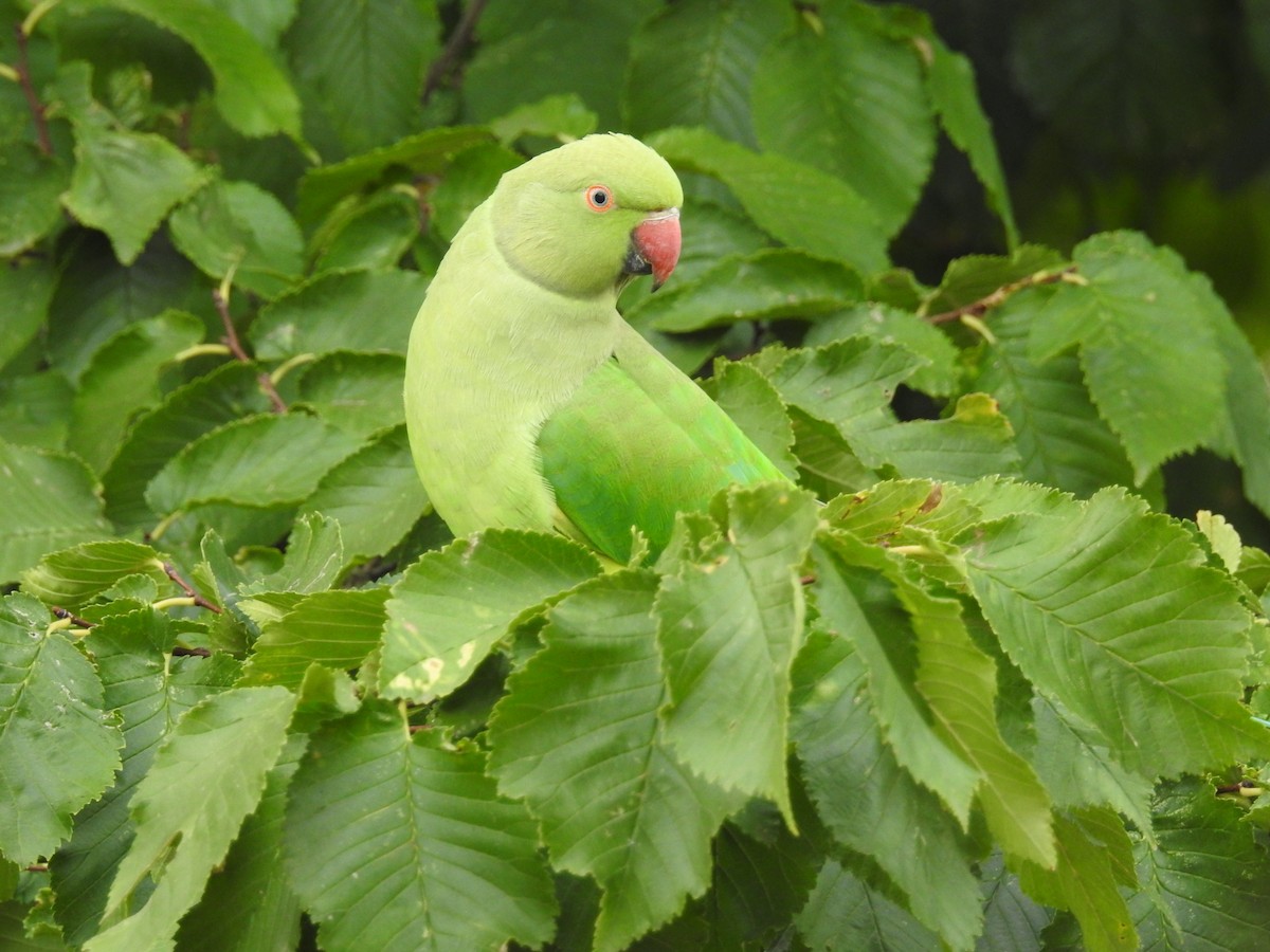 Rose-ringed Parakeet - Ken Crawley