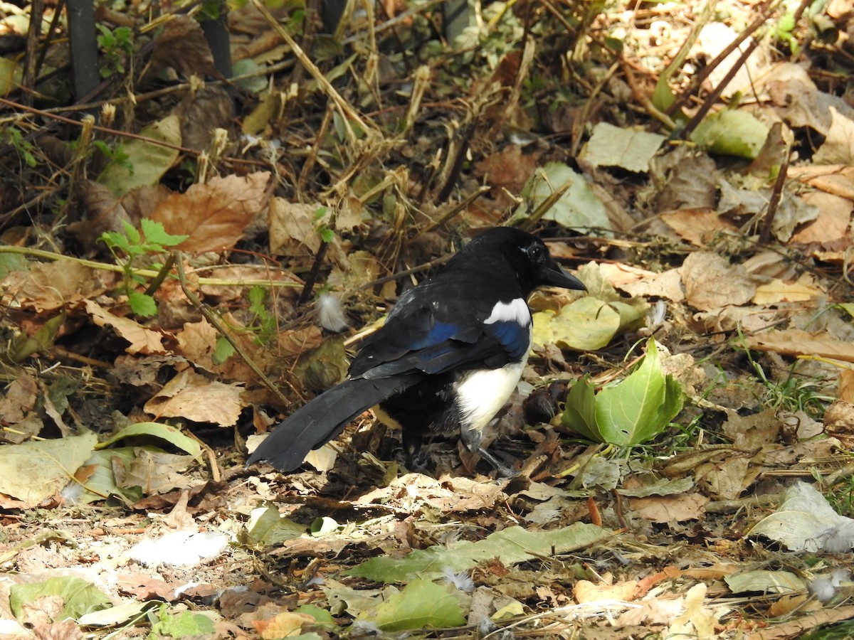 Eurasian Magpie - ML114762681