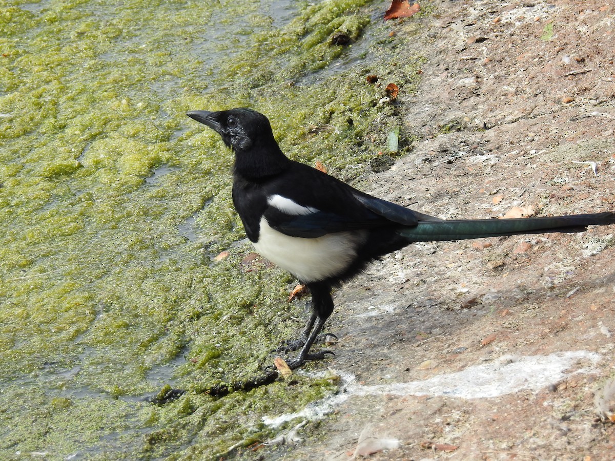 Eurasian Magpie - ML114763091