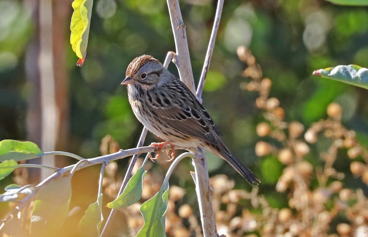 Lincoln's Sparrow - John Bruin