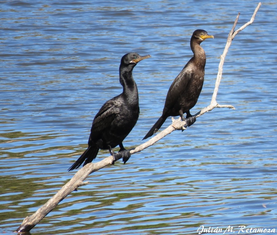 Cormorán Biguá - ML114764271