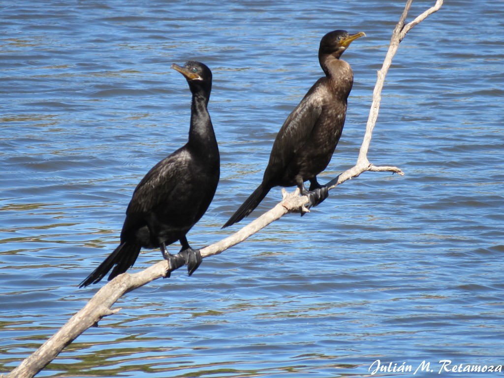 Neotropic Cormorant - ML114764311