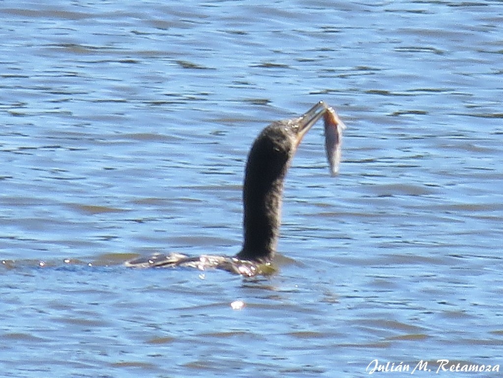 Neotropic Cormorant - Julián Retamoza