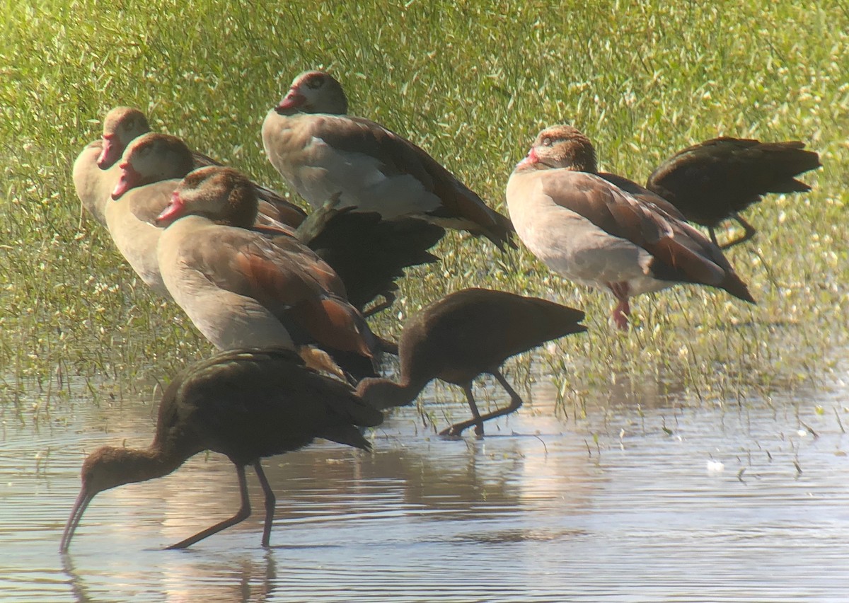 Egyptian Goose - ML114764711