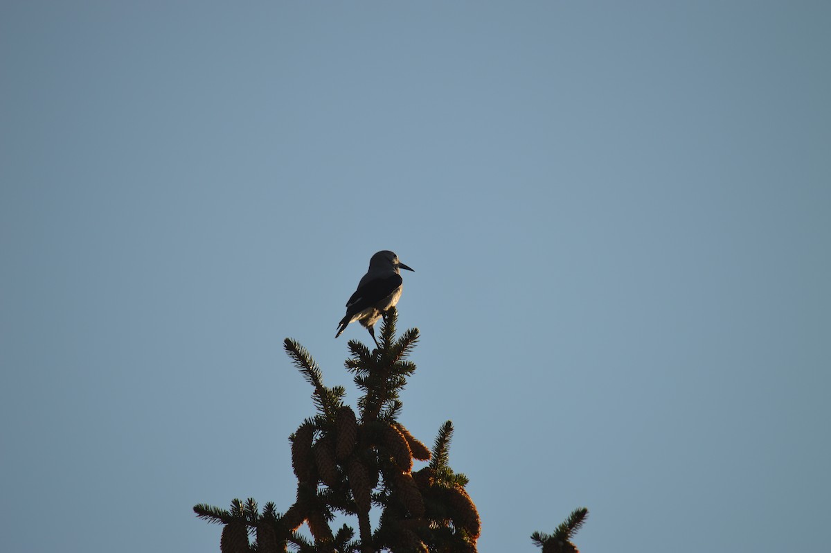 Clark's Nutcracker - ML114764951