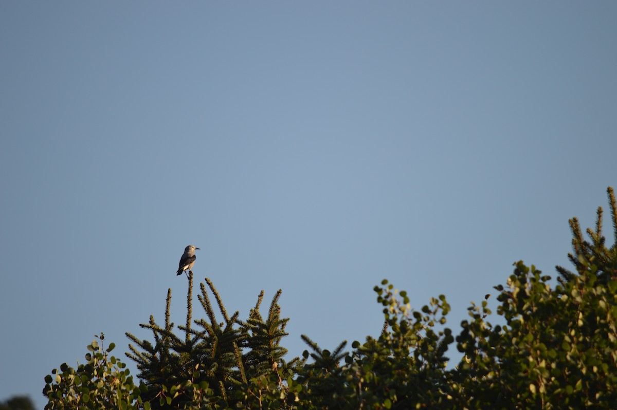 Clark's Nutcracker - ML114765001