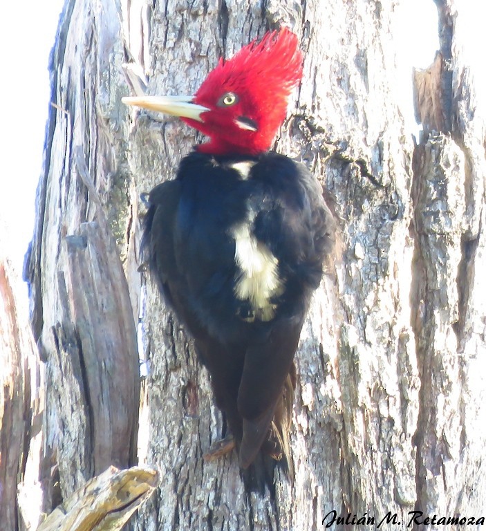 Cream-backed Woodpecker - Julián Retamoza