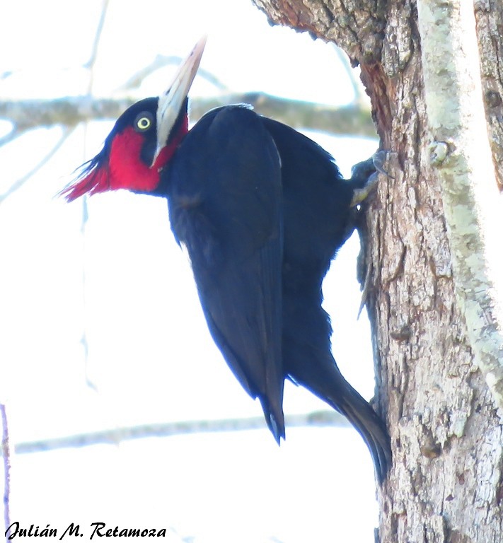 Cream-backed Woodpecker - Julián Retamoza