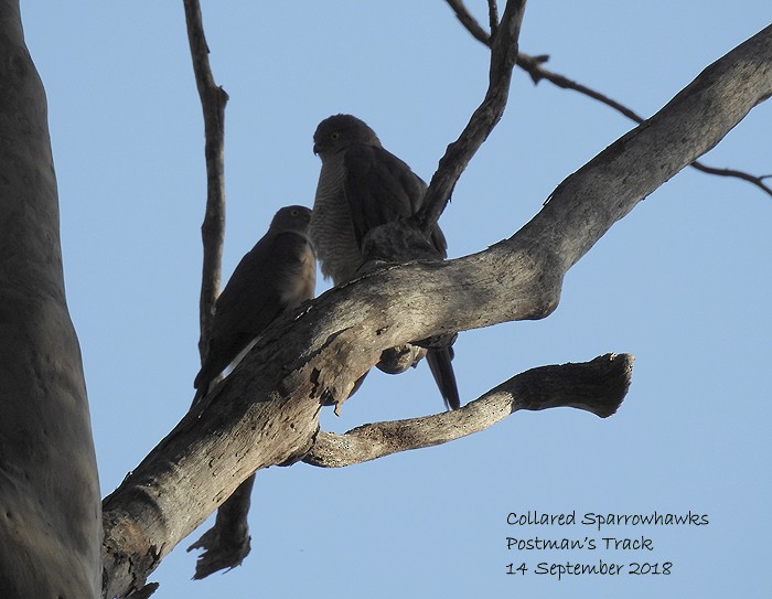 Collared Sparrowhawk - ML114765761