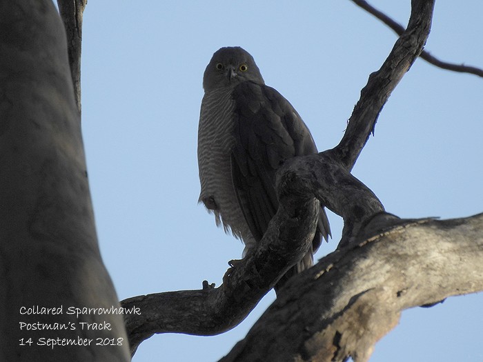 Collared Sparrowhawk - Marie Tarrant