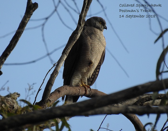 Collared Sparrowhawk - Marie Tarrant