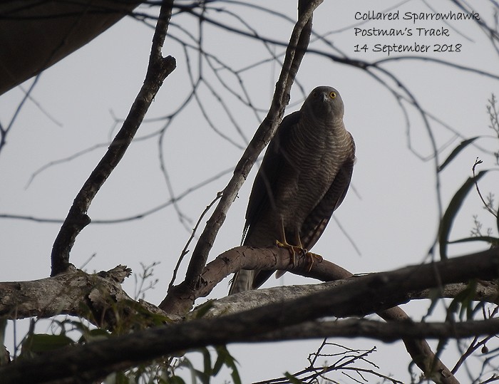 Collared Sparrowhawk - Marie Tarrant