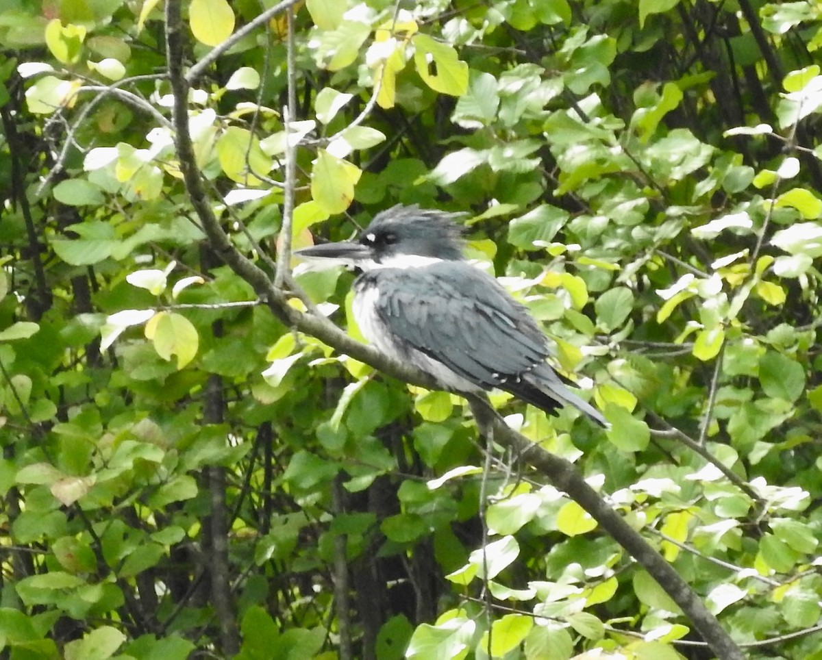 Martin-pêcheur d'Amérique - ML114768681