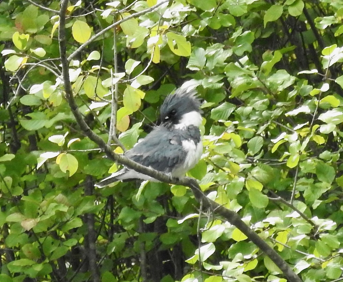 Belted Kingfisher - ML114768691