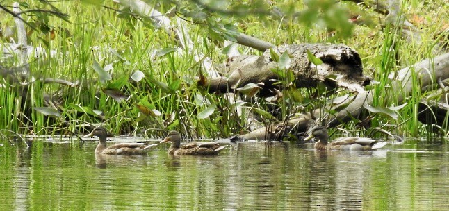 Canard colvert - ML114768871