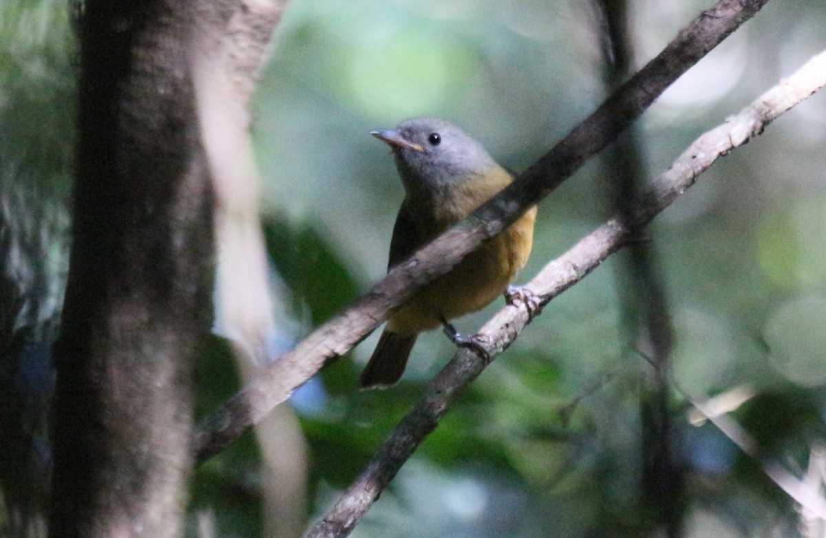 Gray-hooded Flycatcher - ML114769211