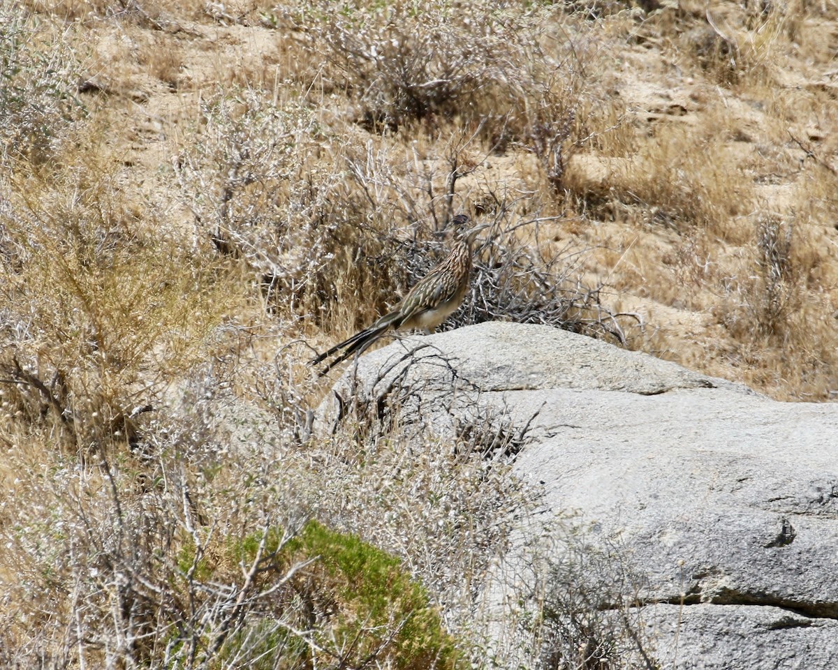 Greater Roadrunner - ML114769891