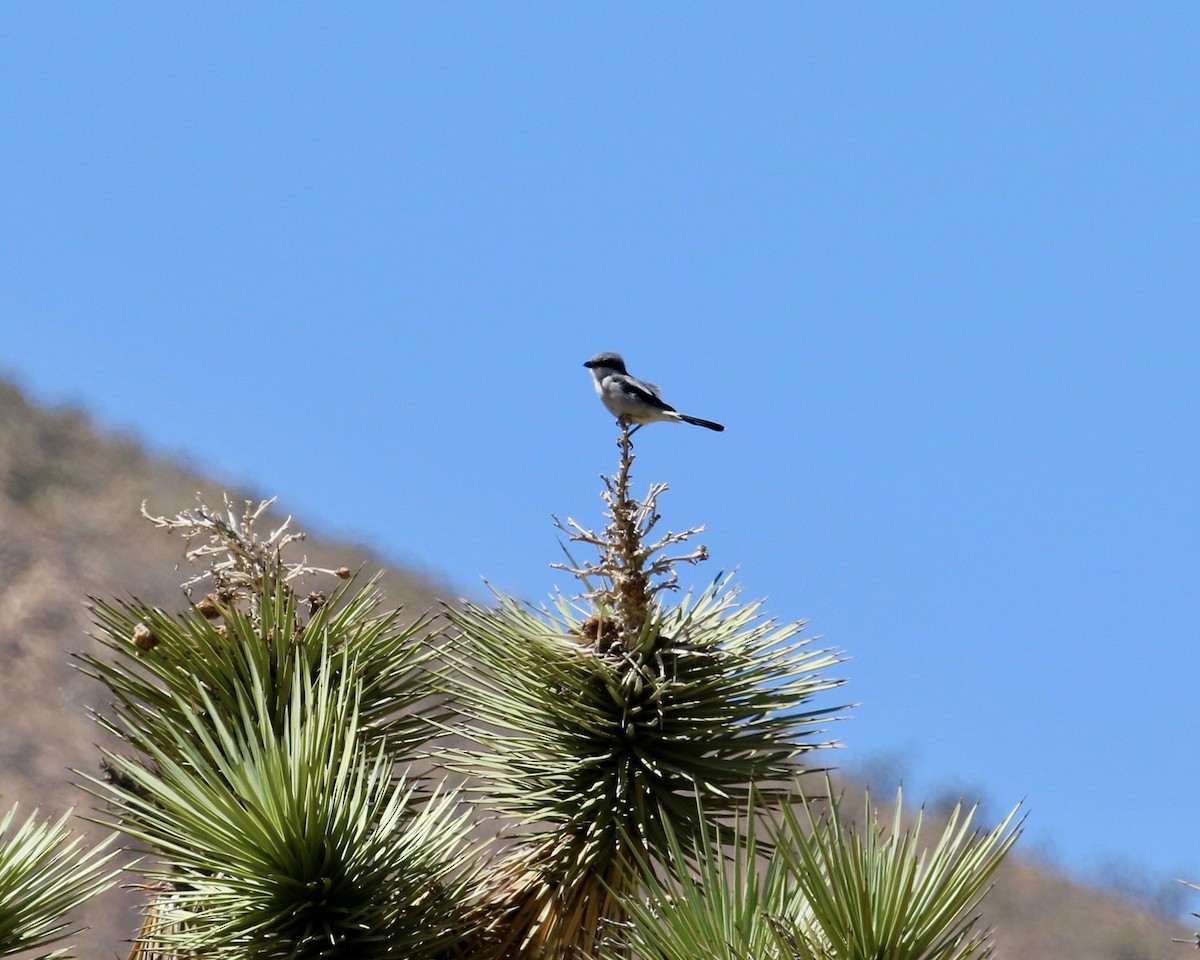 Loggerhead Shrike - ML114769921